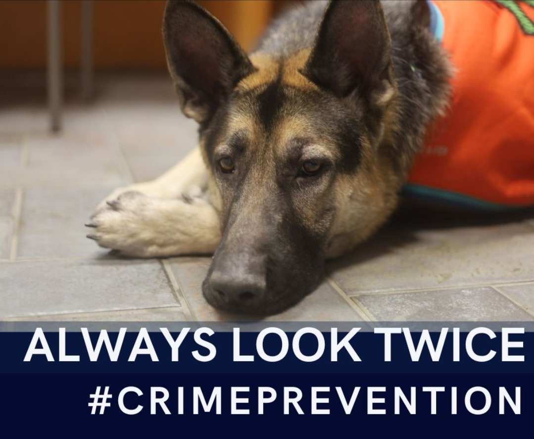 Timber, a service dog, visited the station today looking for answers after getting hit by a vehicle at Tim Hortons on 16th Street East. He was injured shielding his owner from the collision. It's #CrimePreventionWeek. Our community partners come in all shapes and sizes.