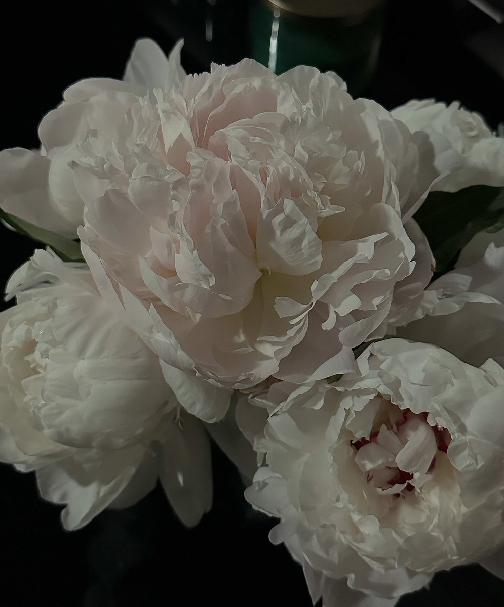 ccrysthal's tweet image. My girls bloomed so fast