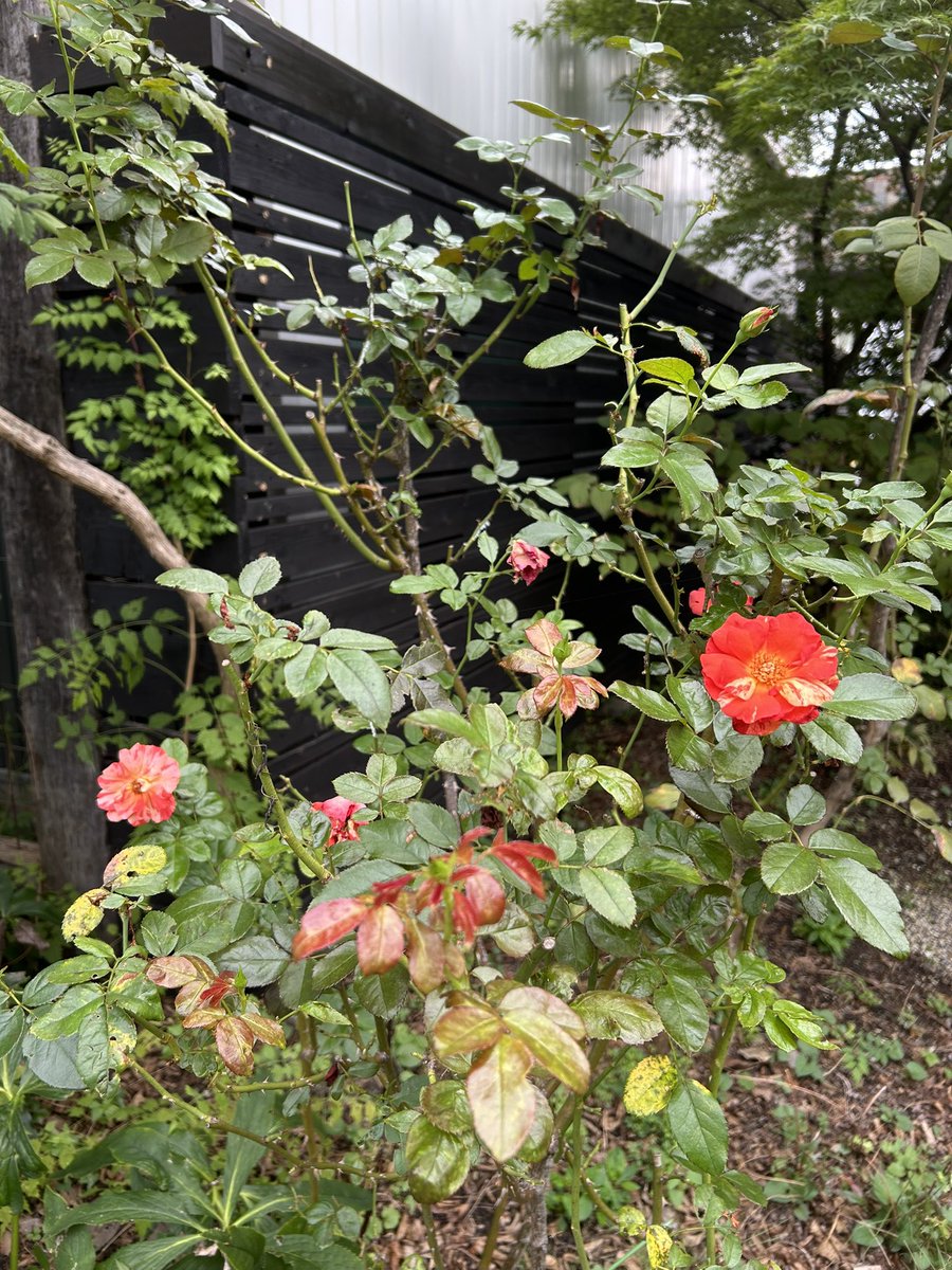 kuuwork's tweet image. ショールームのガーデン
秋バラが咲いてきました。