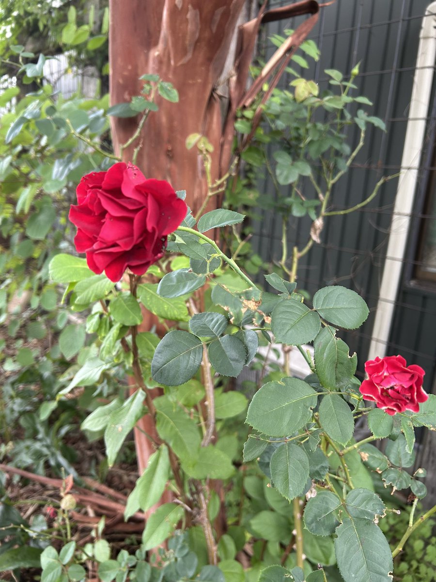 kuuwork's tweet image. ショールームのガーデン
秋バラが咲いてきました。