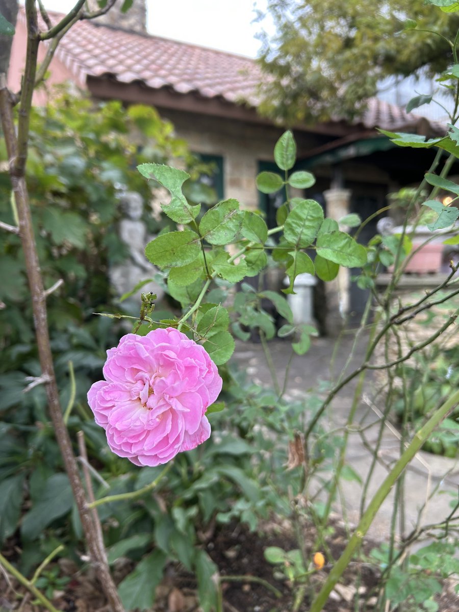 kuuwork's tweet image. ショールームのガーデン
秋バラが咲いてきました。