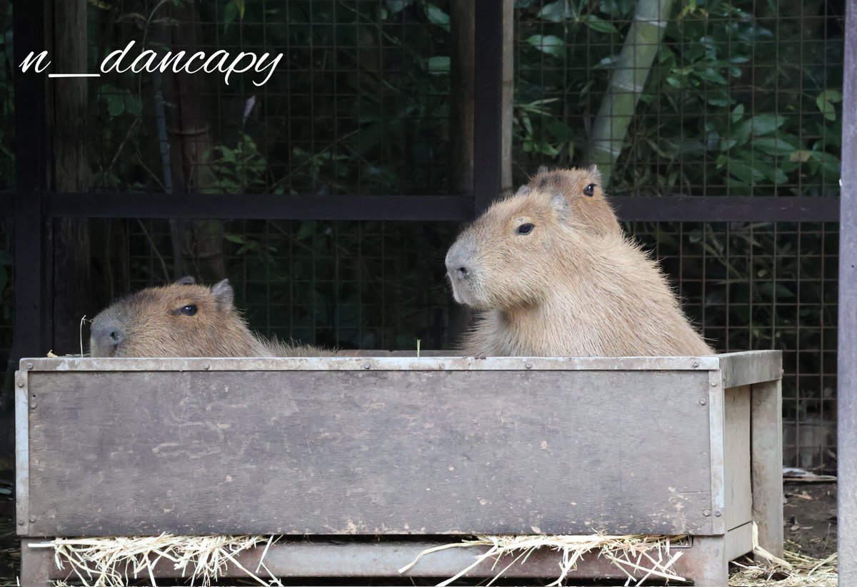 けろけろ (@capyanimal) / Posts / X