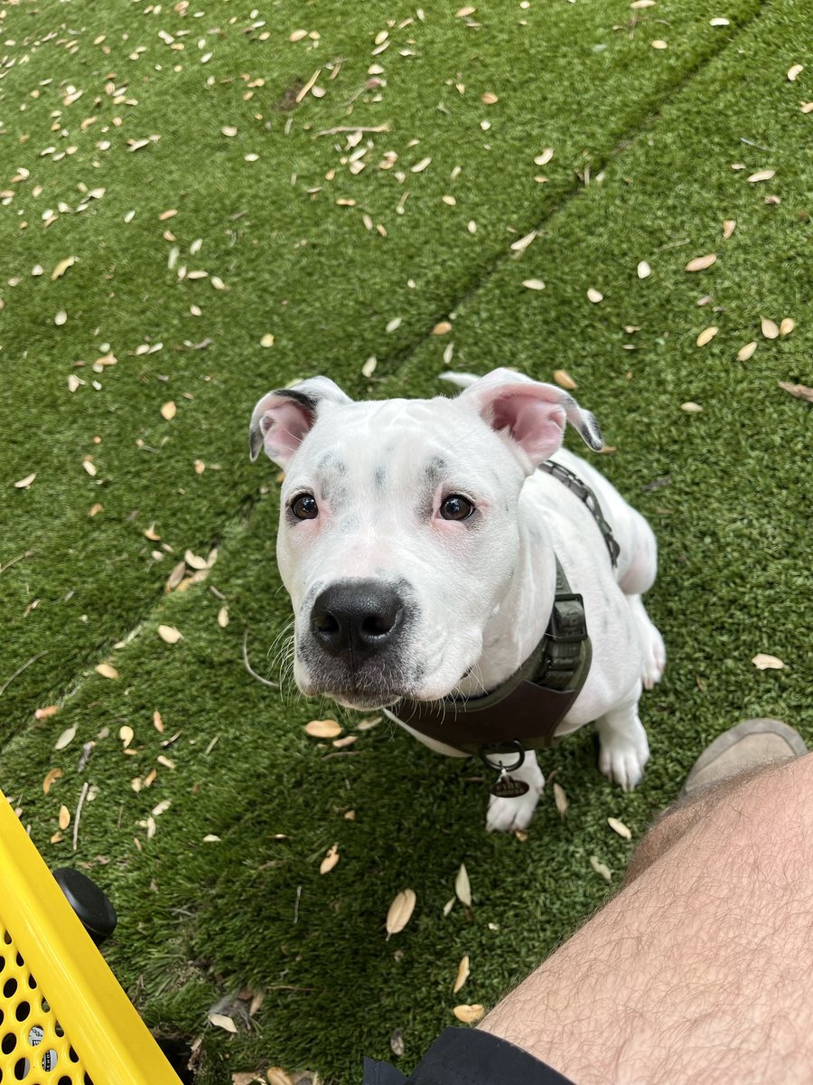 Favorite scooter pic :)