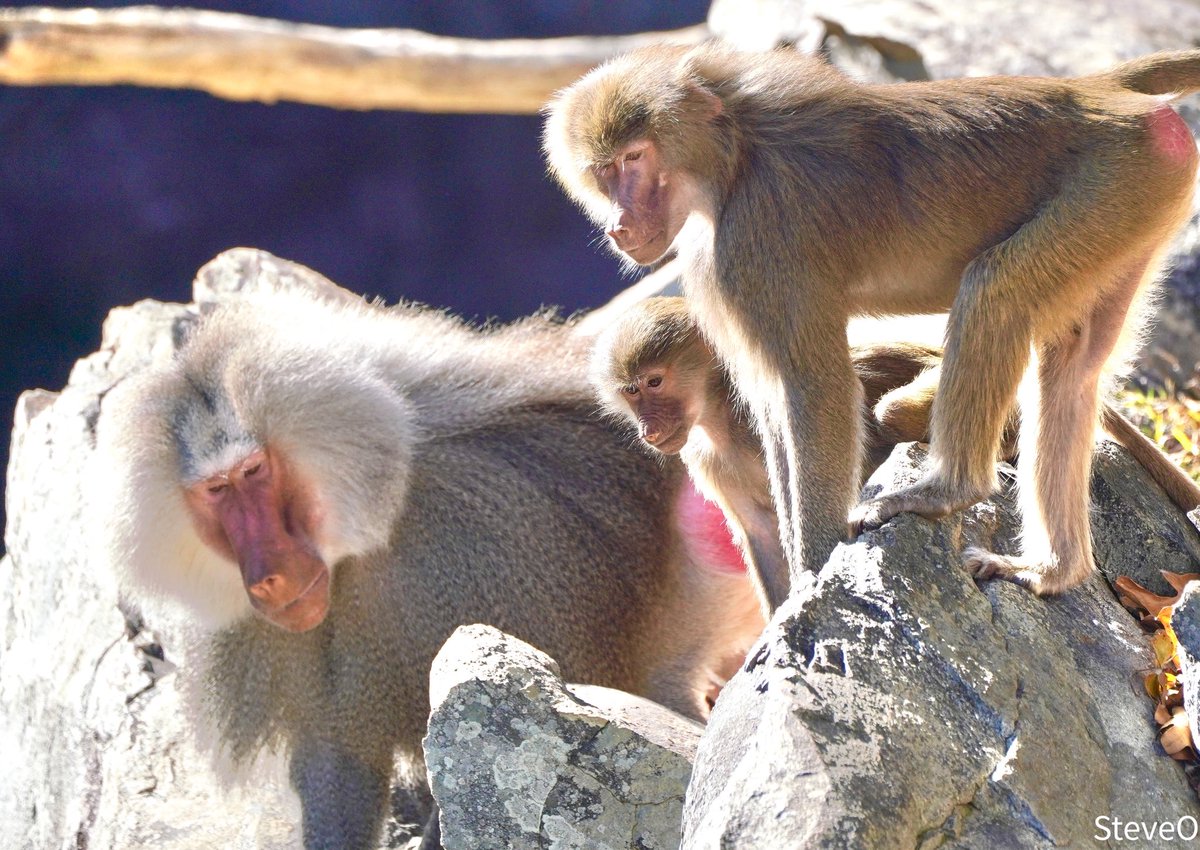 I highly recommend the North Carolina Zoo near Asheboro.  Went with the grandkids this weekend. We all had fun. The animals were showing off too. This guy and his family looking regal. Bad hair day, or good hair day? You decide. #NCZOO