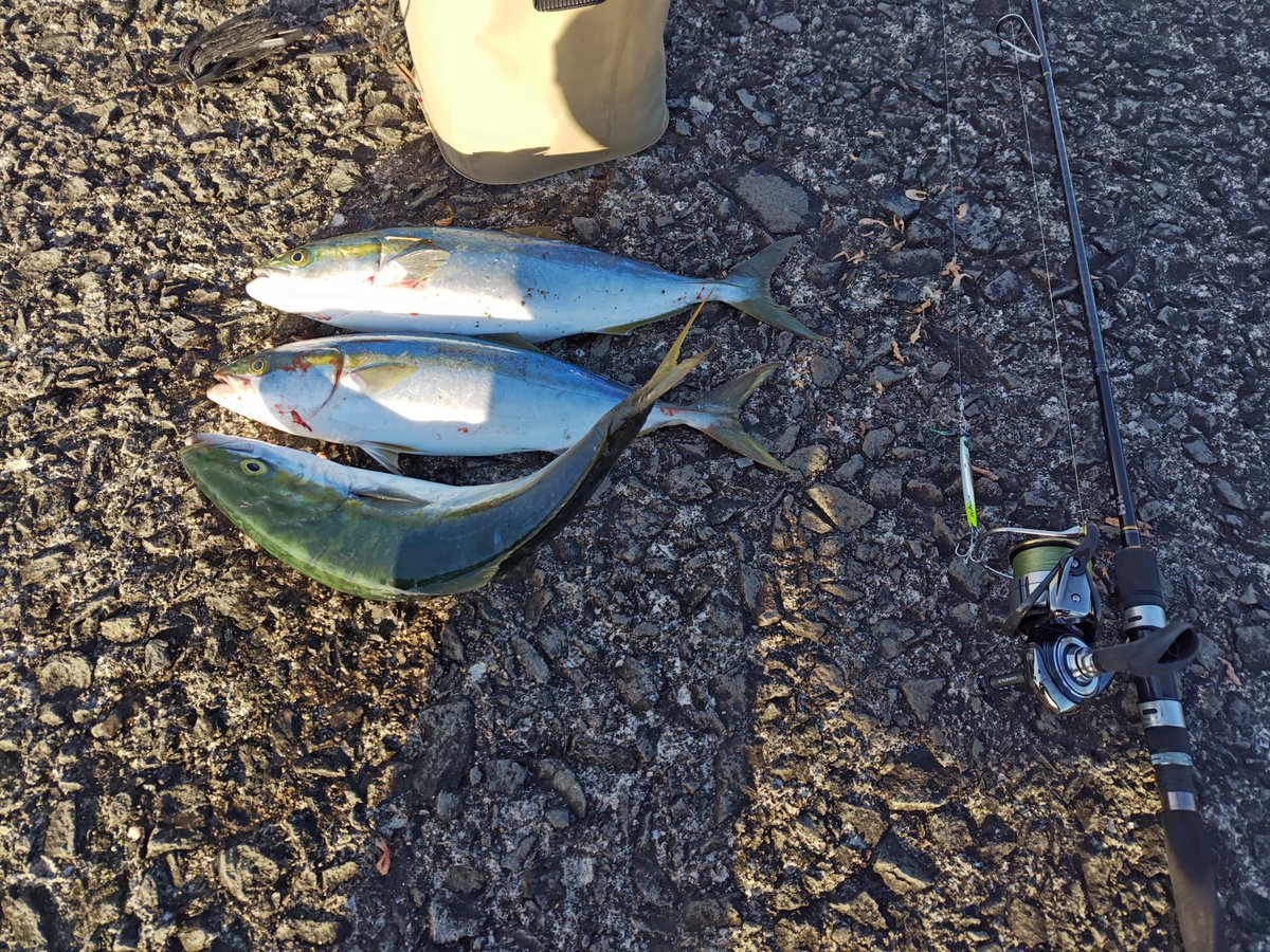 mizu1401's tweet photo. 強風での竿投げの練習中に魚を引っ掛ける。だから釣りは楽しい🎶 https://t.co/soe3tKm7I8