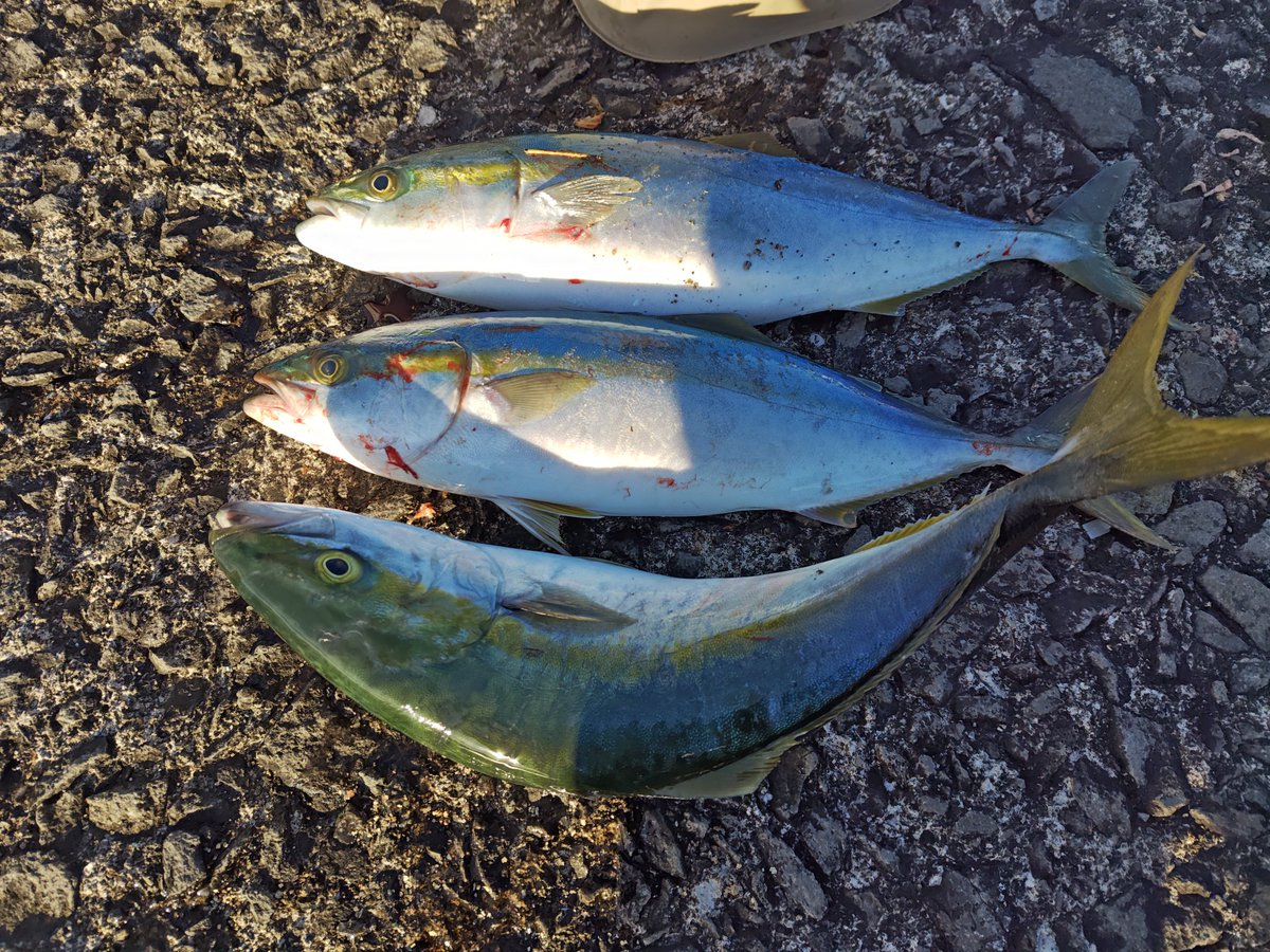 mizu1401's tweet photo. 強風での竿投げの練習中に魚を引っ掛ける。だから釣りは楽しい🎶 https://t.co/soe3tKm7I8