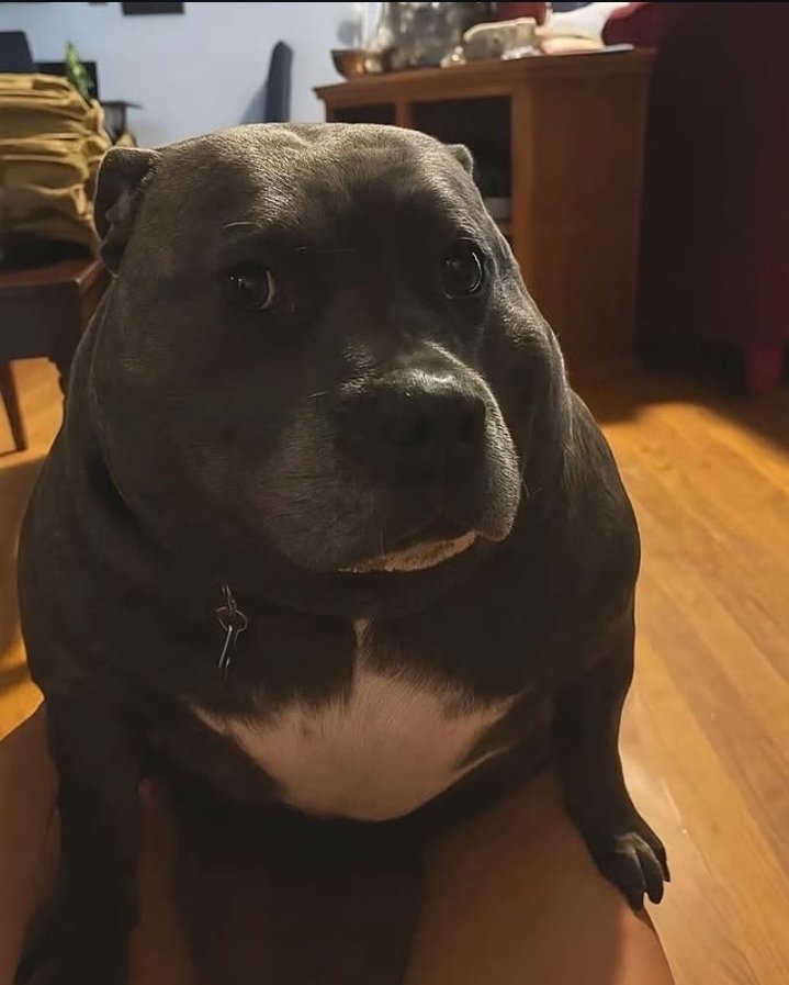 StareAtCode247's tweet image. A big reason as to why I never feel anything upon completion of projects is that no matter how much effort I put into it in a day I always feel like I could&apos;ve spent more time working on it. One of the downsides of completing the latter half of my education in a manic state.