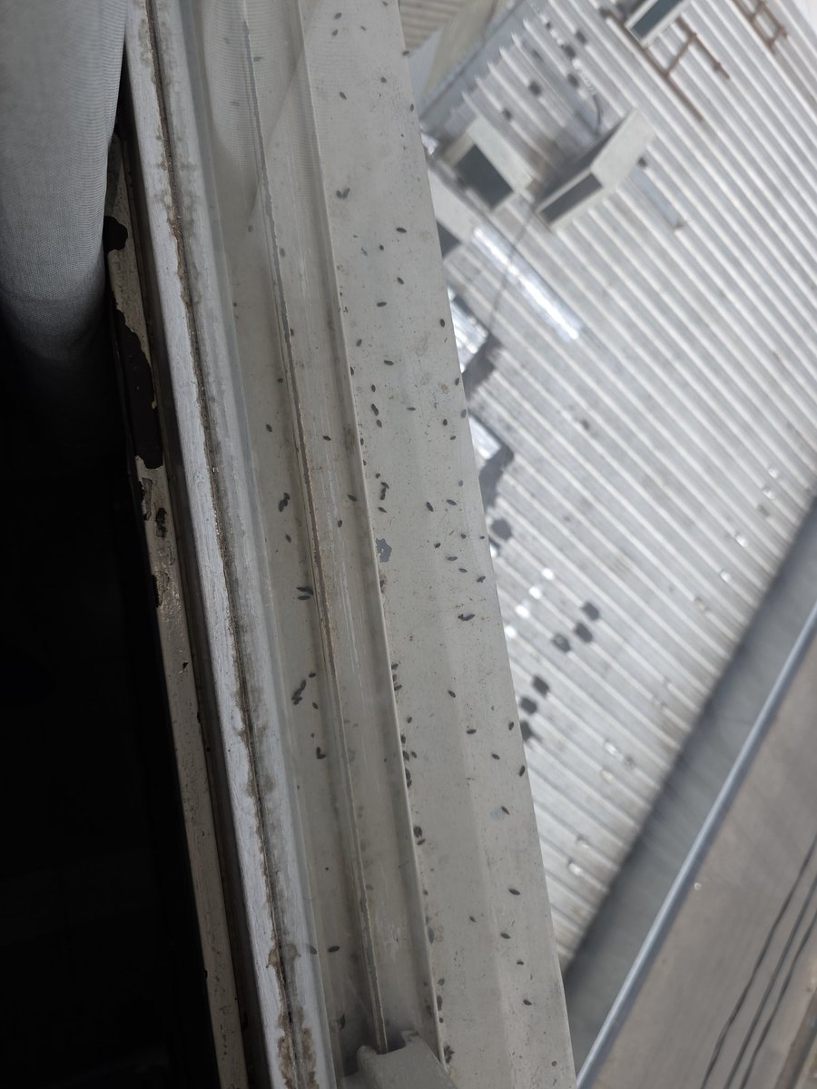 Lapestesoyyo's tweet photo. @PAMI_org_ar estas son las clinicas que ofreces a tus afiliados. Llenas de mierda de murcielagos. Bacha del baño que si te apoyas se cae. Roña x donde mires. Clinica provincial Merlo. Recemos para que la cirugia que se hizo mi vieja y cuya canula tuvo que pagar..no tenga lios. https://t.co/nX1IuO0mGW