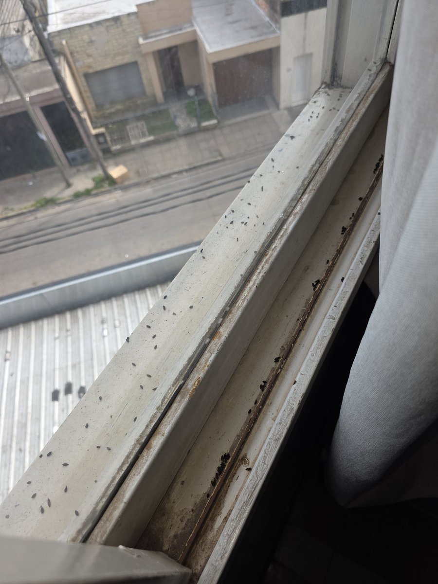 Lapestesoyyo's tweet photo. @PAMI_org_ar estas son las clinicas que ofreces a tus afiliados. Llenas de mierda de murcielagos. Bacha del baño que si te apoyas se cae. Roña x donde mires. Clinica provincial Merlo. Recemos para que la cirugia que se hizo mi vieja y cuya canula tuvo que pagar..no tenga lios. https://t.co/nX1IuO0mGW