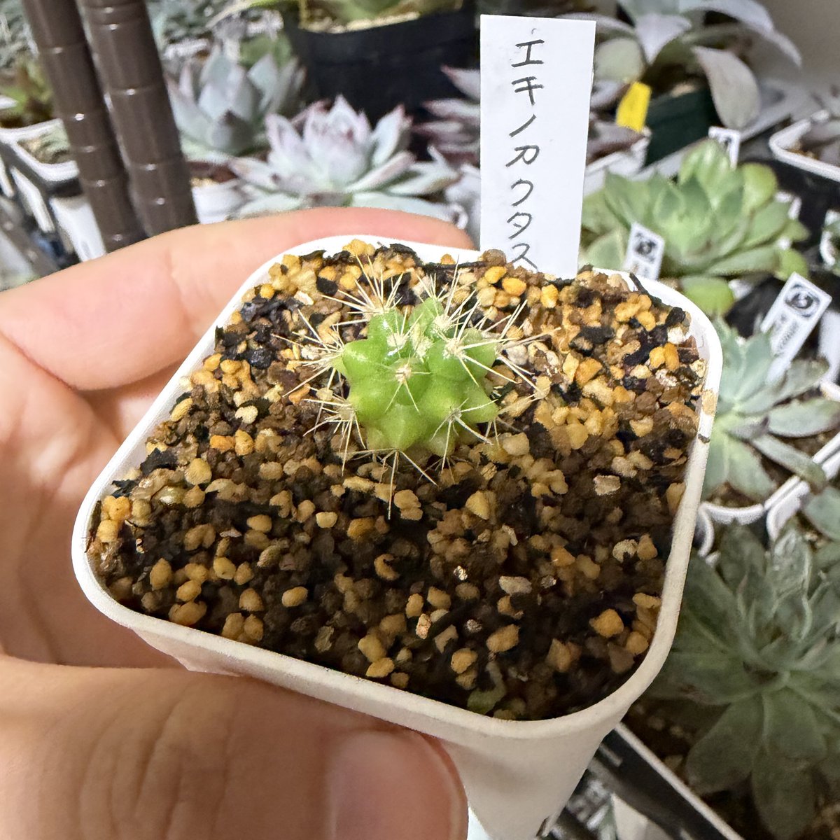 Tomgr13's tweet photo. 【サボテン エキノカクタス 金鯱】
名前の表記合ってるのかな?サボテン始めました。ど初心者です。始めるならやっぱり金鯱からかな😌
#サボテン #エキノカクタス #タマサボテン #多肉植物 #Echinocactus https://t.co/1xf9hUVqKx