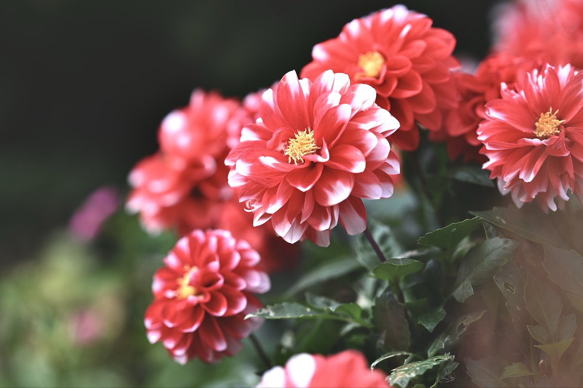 📸kazumi (@zf1118kazumi) / Posts / X