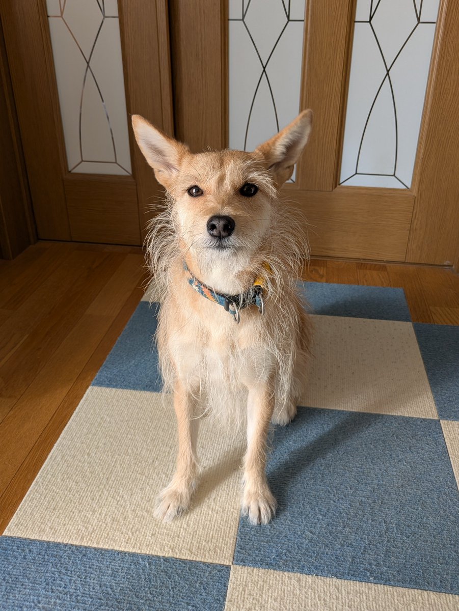 犬ちゃん (@dogchan1010) / Posts / X