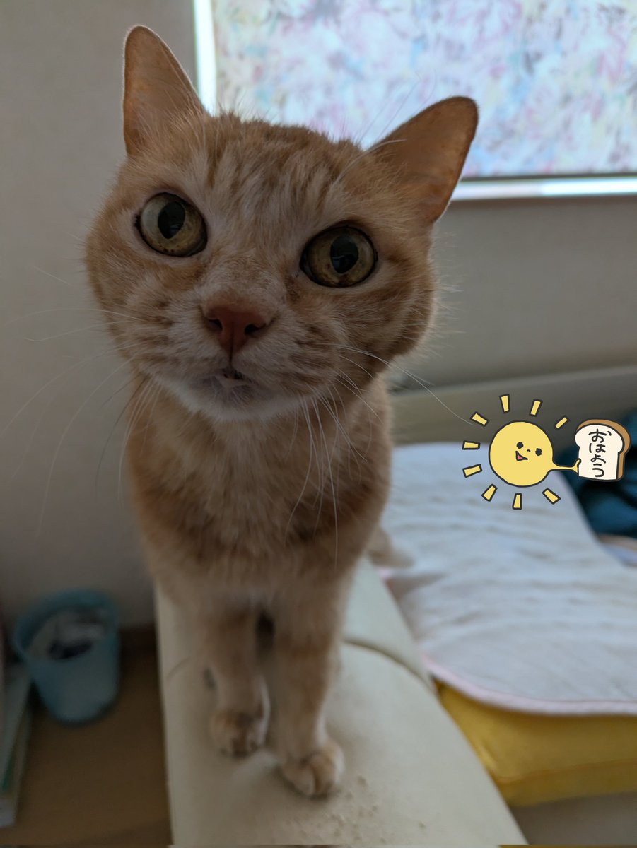 みぃページ R.T( ￣▽￣)と、みぃさん❣️ on X