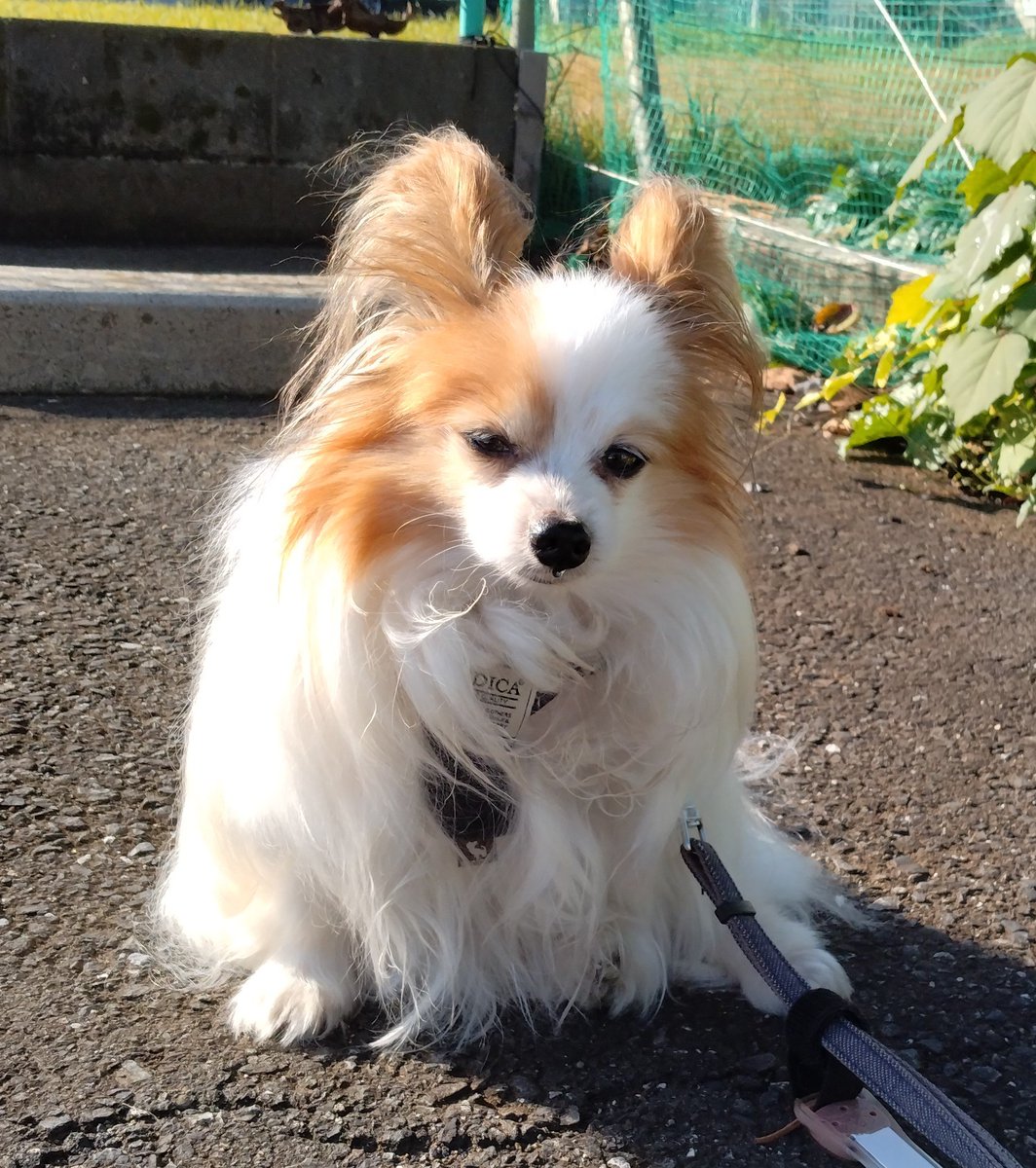 あお♂パピヨン2.3kg（さくらい社労士FP事務所のスタッフ🐶） on X