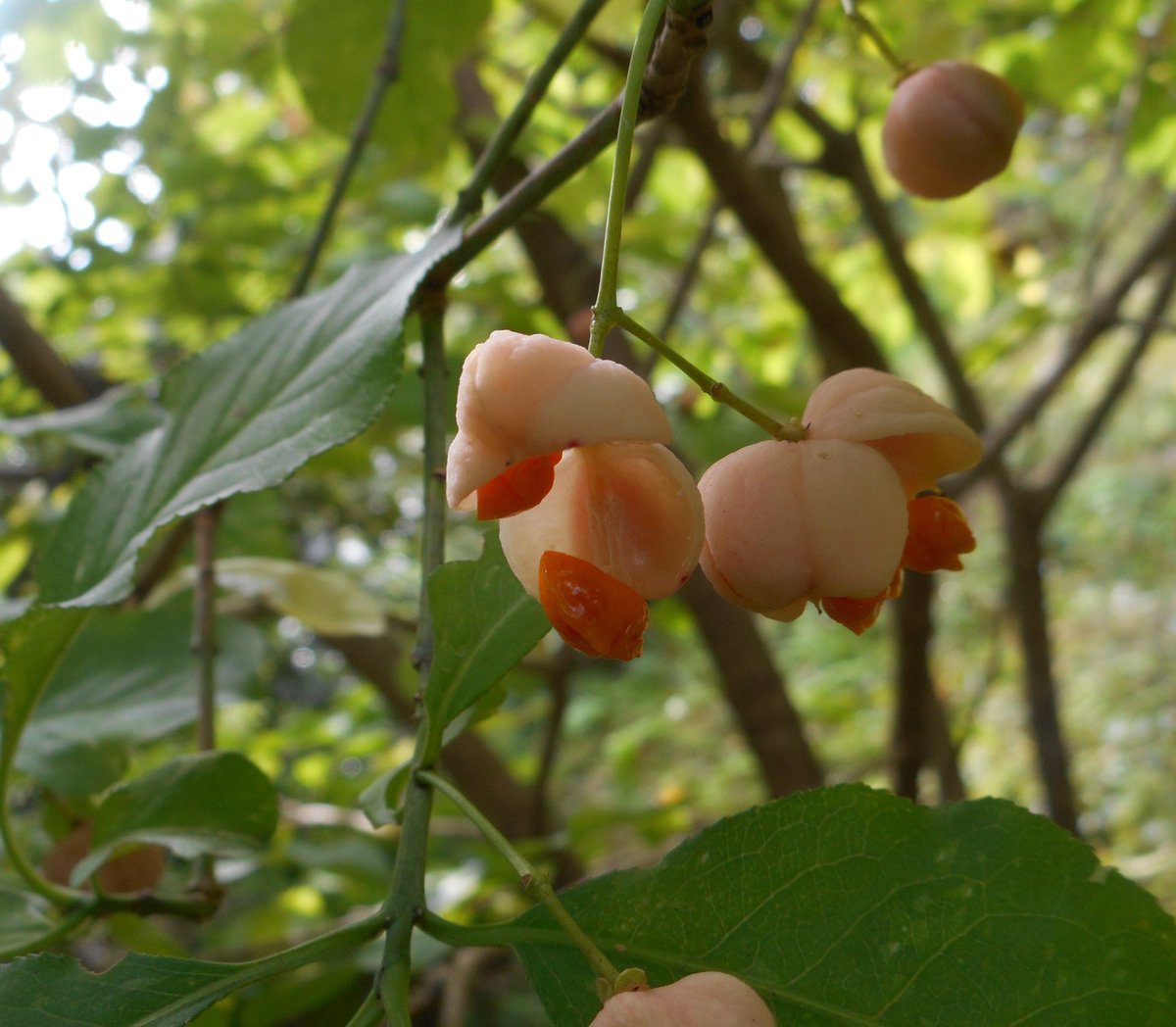 なからぎの森の木の精bot on X