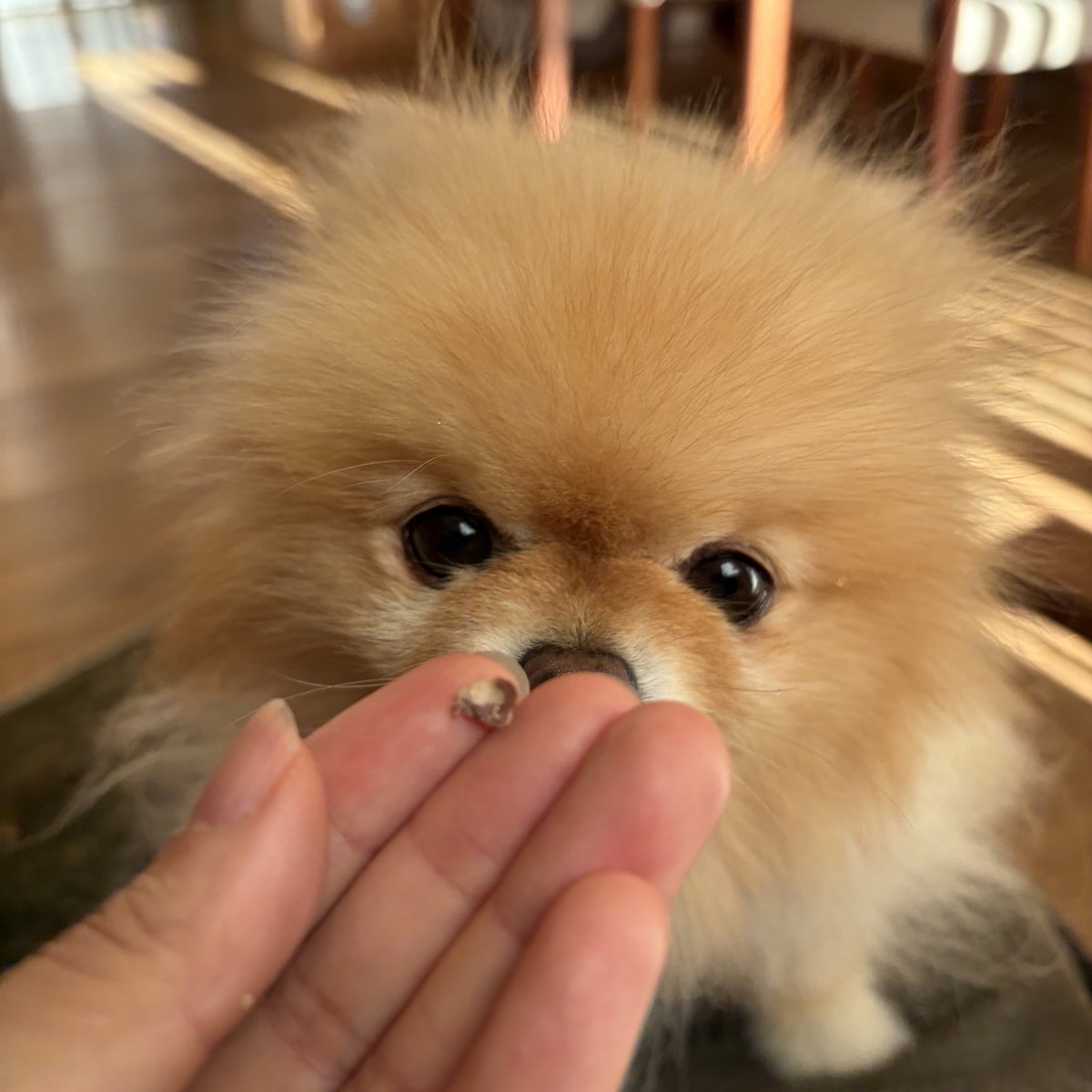 ポメラニアン サブロー 低浮上 (@naaasan3000) / Posts / X