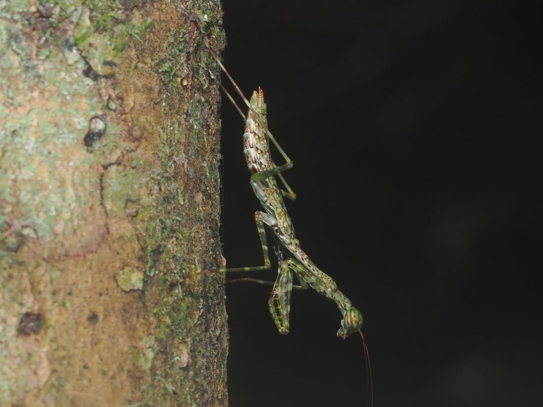 FritillaryLilly's tweet photo. Trial and error of the art of camouflage #Madagascar #insects #ento #Entomology #TwitterNatureCommunity #Bugs #stickInsects #grasshoppers #mantids #prayingMantis https://t.co/zbgEjBQQ8H
