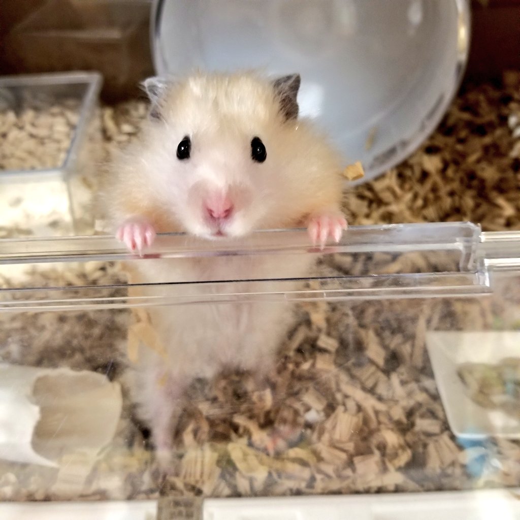 ゲッシー('ω') (@oHczO3dbv6II720) / Posts / X