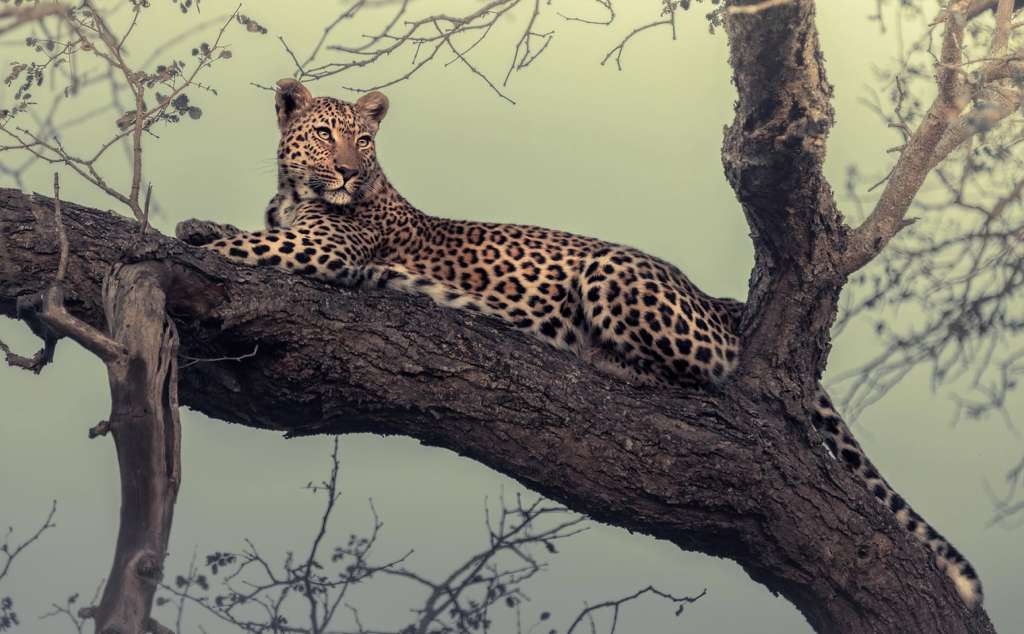 wildtomorrow's tweet photo. 🐆 Meet @MartinMeyerWild acclaimed wildlife photographer &amp; Wild Tomorrow ambassador.
His fine art print “A Feeling Like No Other” will feature in our Nov 14 Gala Auction at The Plaza Hotel.
Read his inspiring story 👉 https://t.co/3NQhVeKiJA

#WildTomorrow #ArtForWildlife https://t.co/Czlw6ZWFhB