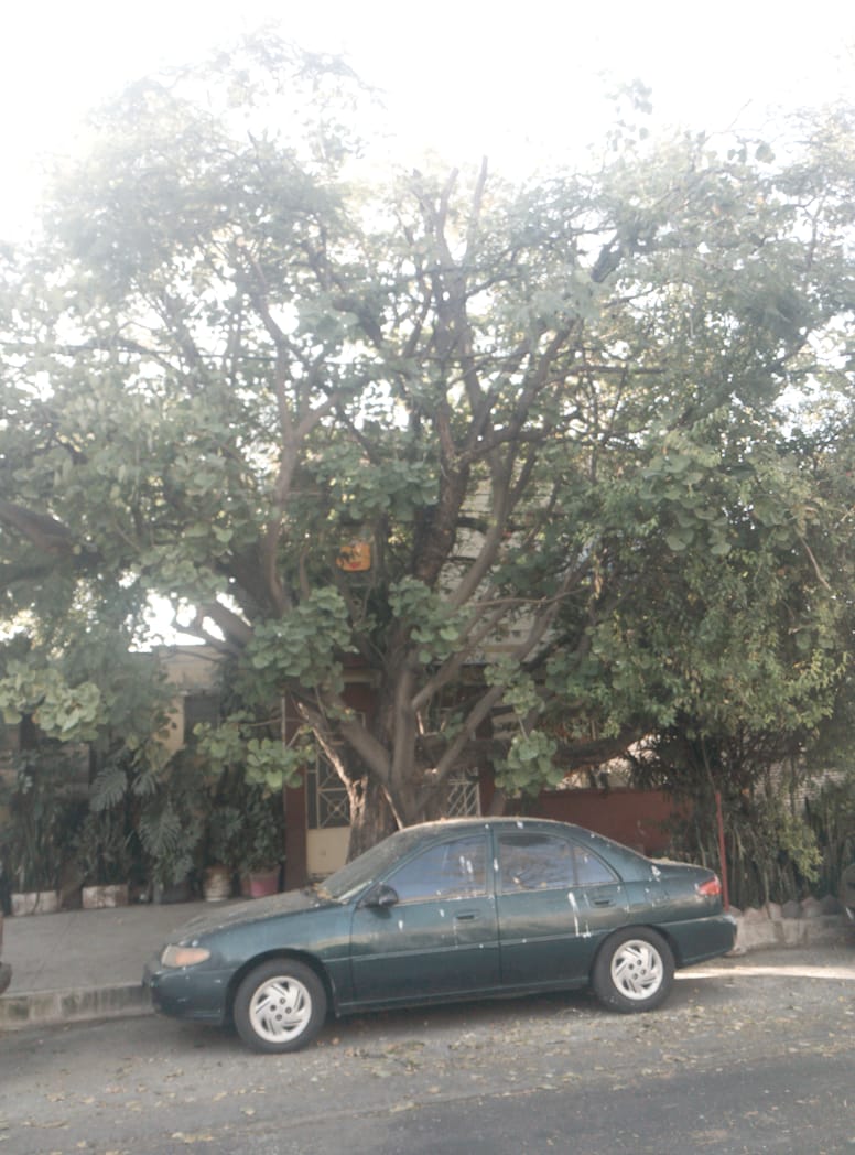 Estos culeros andan Asesinando árboles a diestra y siniestra como.sabennqye NUNCA hay vigilancia en el Cuadrante 6 de Consulado que se chinguen los Ciudadanos,<a href="/AldrinMaxx/">Max Aldrin</a> ,<a href="/PabloVazC/">Pablo Vázquez Camacho</a> ,<a href="/ClaraBrugadaM/">Clara Brugada Molina</a> ,<a href="/PAOTmx/">PAOT</a> ,<a href="/1004Laf/">Lucila AF</a>,<a href="/VillaDeCortesBJ/">Villa de Cortés 🌳🌲🌴🍃💧🚴🍉</a> ,<a href="/RosaiselaG19088/">Petra</a>,<a href="/ArtemisM63/">Artemisa M</a> ,<a href="/Paulogarciag/">Paulo Emilio García</a>