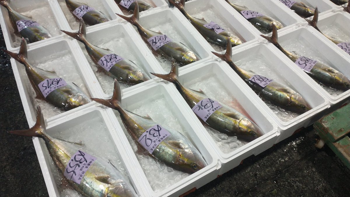 manazurugyokyo's tweet image. 今朝はオオニベが獲れすぎたので小田原魚市場に持ち込みましたが、地魚が山ほどあって良い市場ですねえ😊