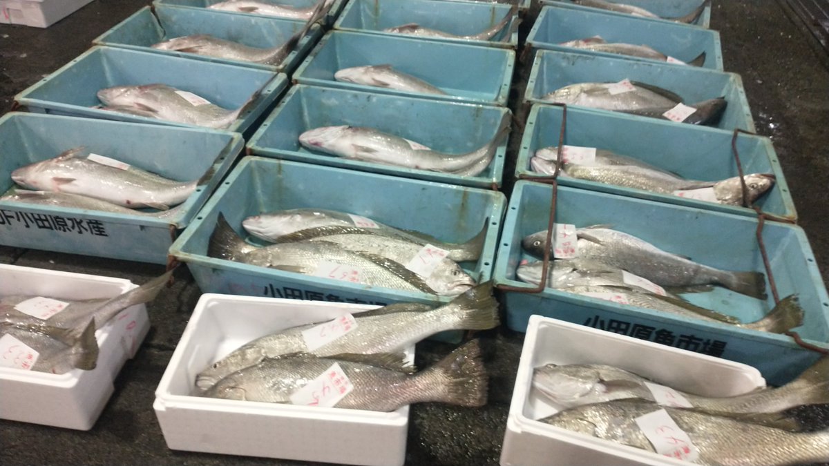 manazurugyokyo's tweet image. 今朝はオオニベが獲れすぎたので小田原魚市場に持ち込みましたが、地魚が山ほどあって良い市場ですねえ😊