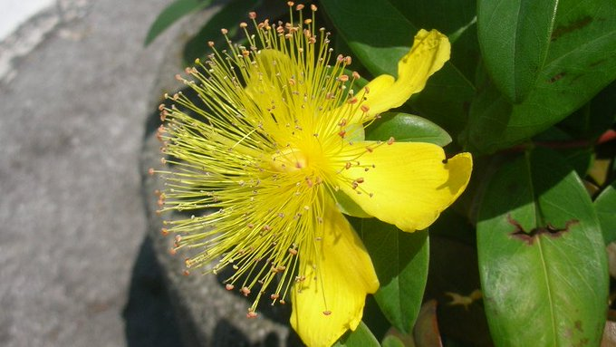 楽しいスピ on X