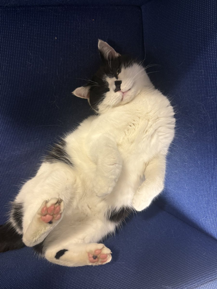 stationmoggy's tweet photo. Last shift for Team3 NPT this evening just doing a few Yoga 🧘‍♀️ moves stretching the old Paws 🐾.. I’m 13 tha’ knows 😹😹
#Asyouwere
#WorkingCats 🐈‍⬛ https://t.co/09fPEThyie
