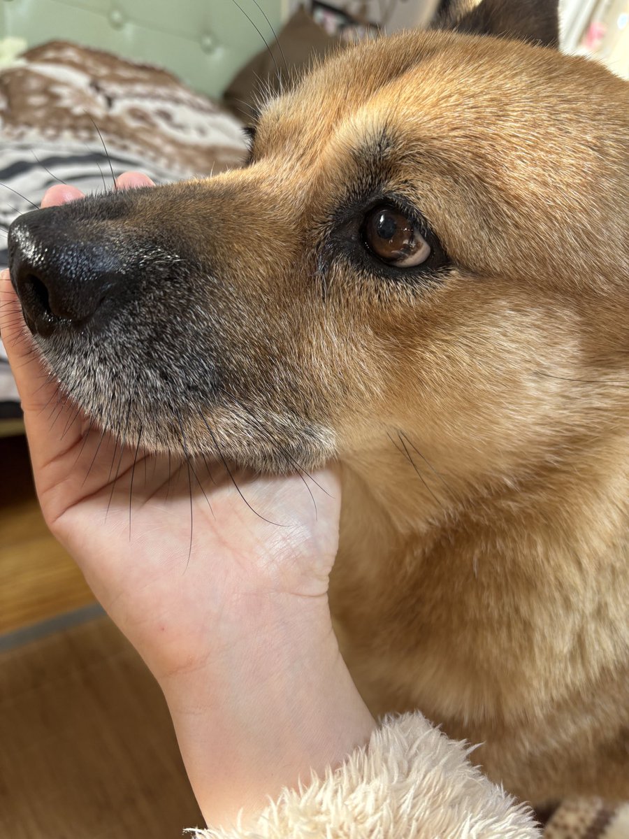 わんちゃん🐶愛犬コミュニティ Community on X - 97 Members