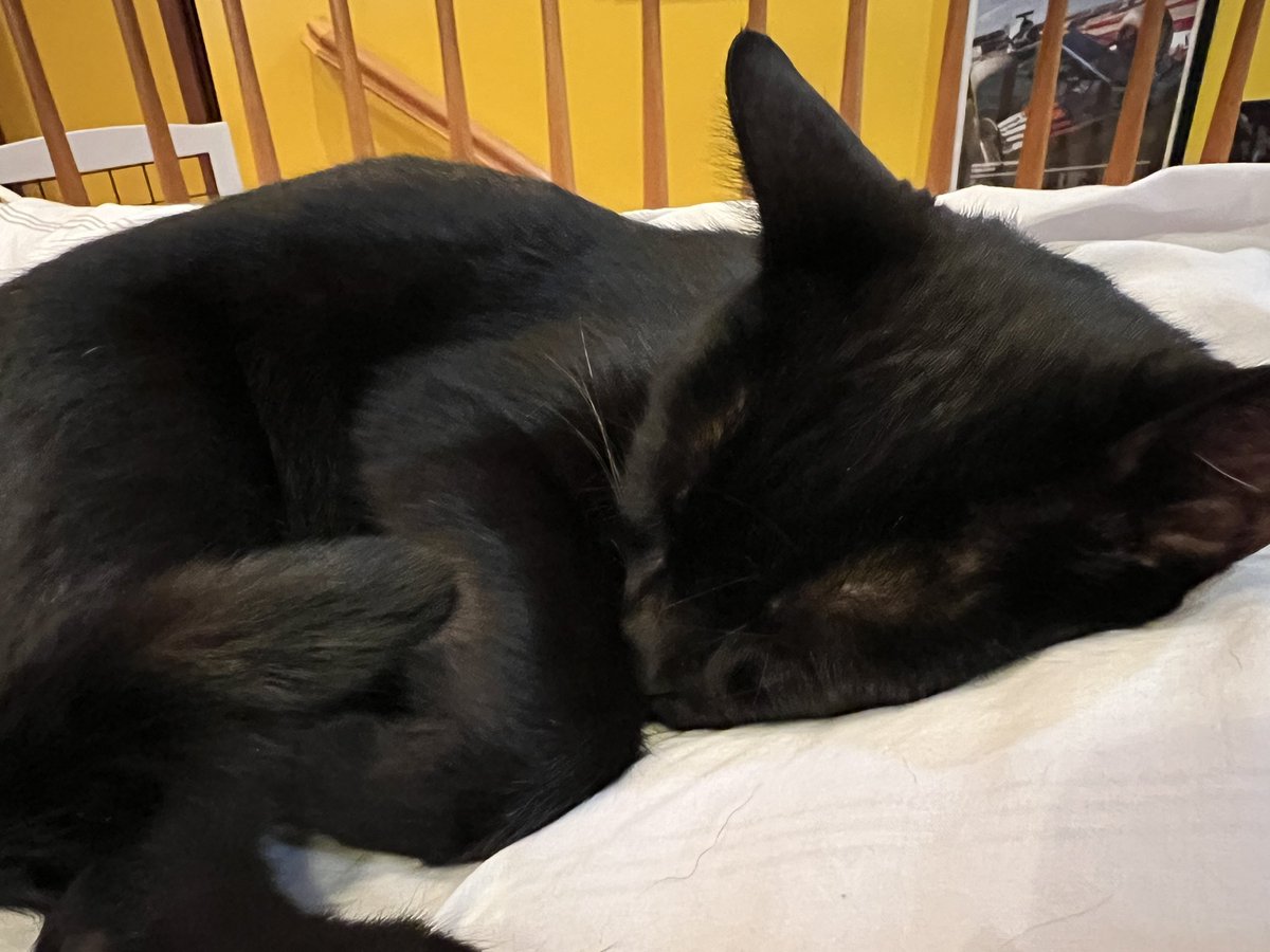 Nico 🐈‍⬛: Good night everypawdy. 🌙