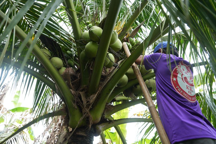 Vietnam's fruit and vegetable exports are estimated at over 7 billion U.S. dollars in first 10 months of this year, up 14 percent year on year, Vietnam News Agency reports xhtxs.cn/7We