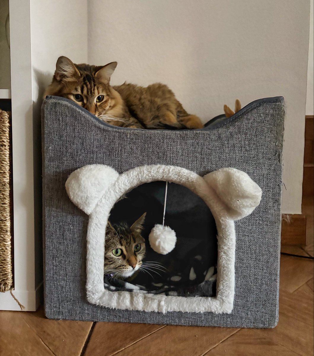 Dúplex gatuno ocupado 😻😺