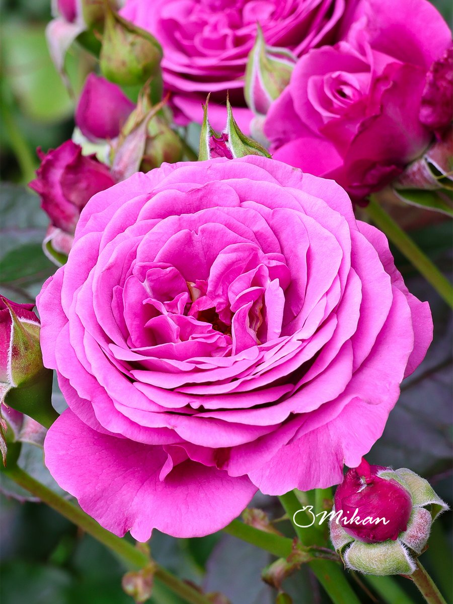 11/4 火曜日　いい推しの日🧡

おはようございます💙
三連休は出掛けたり推し活したりで
充実した休みでした🍀
皆さんはどう過ごしましたか🐶
お仕事の方はご苦労さまでした🍁

今日も素敵な一日をお過ごしください🥰