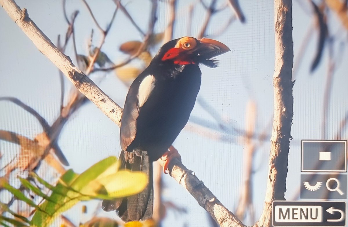 Paul Chapman tweet media