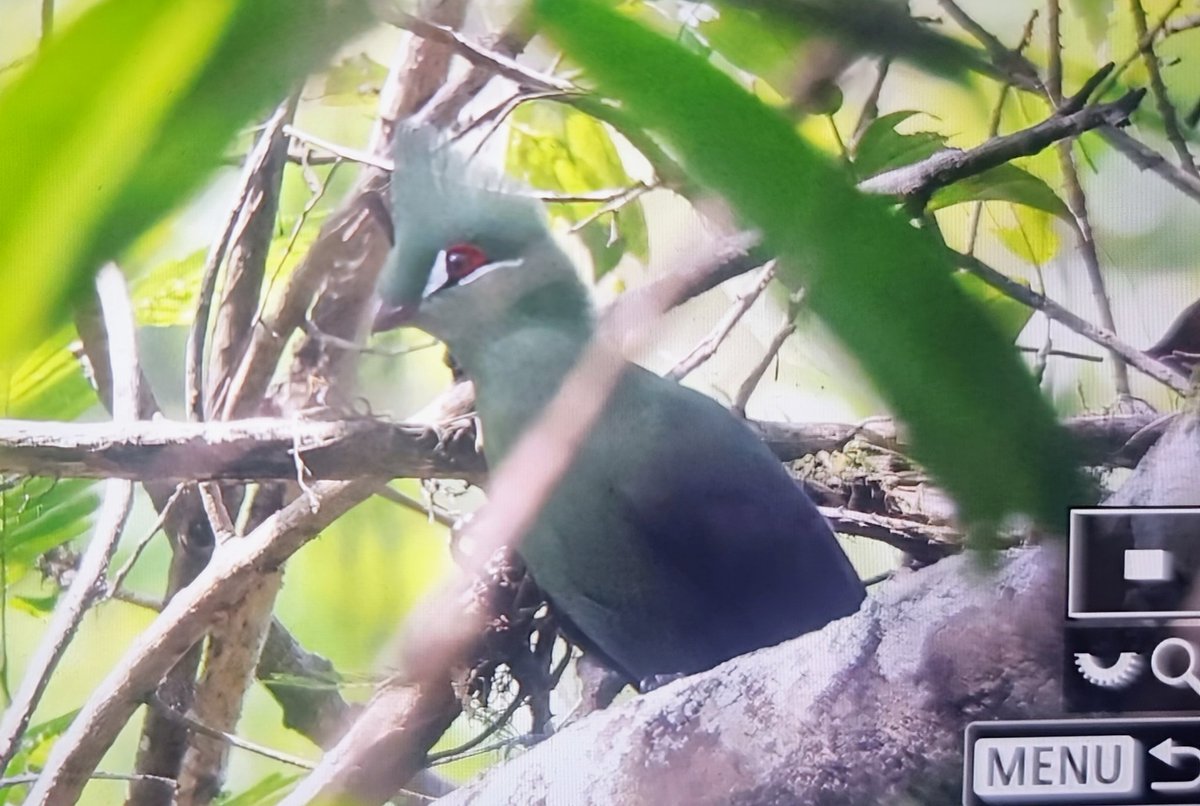 Paul Chapman tweet media