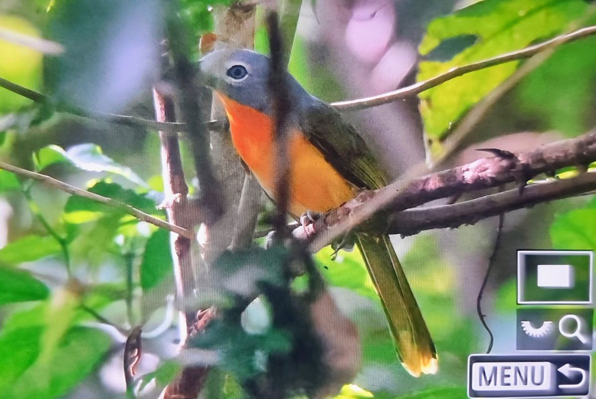 Paul Chapman tweet media