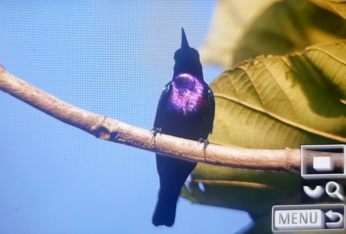 Paul Chapman tweet media