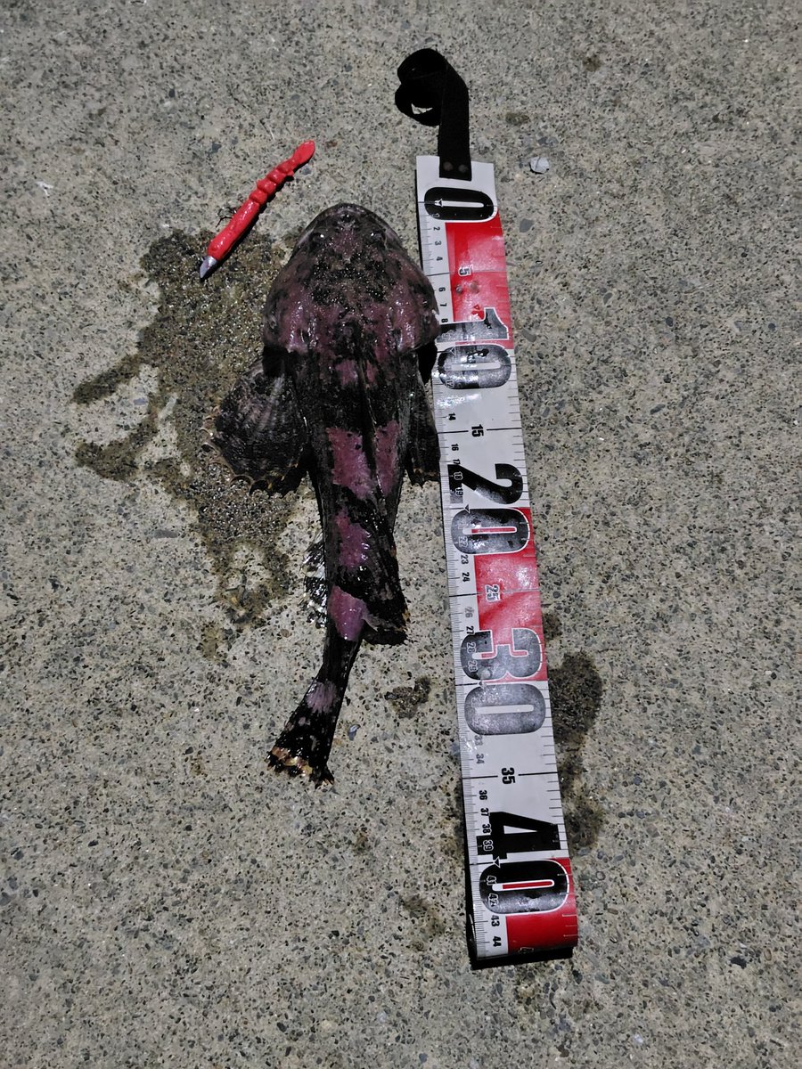 うあっ😱明るい
坊主は逃れたけど、大潮で月が明るくて激渋だった〜
少し休憩のつもりが😪がっつり寝てた