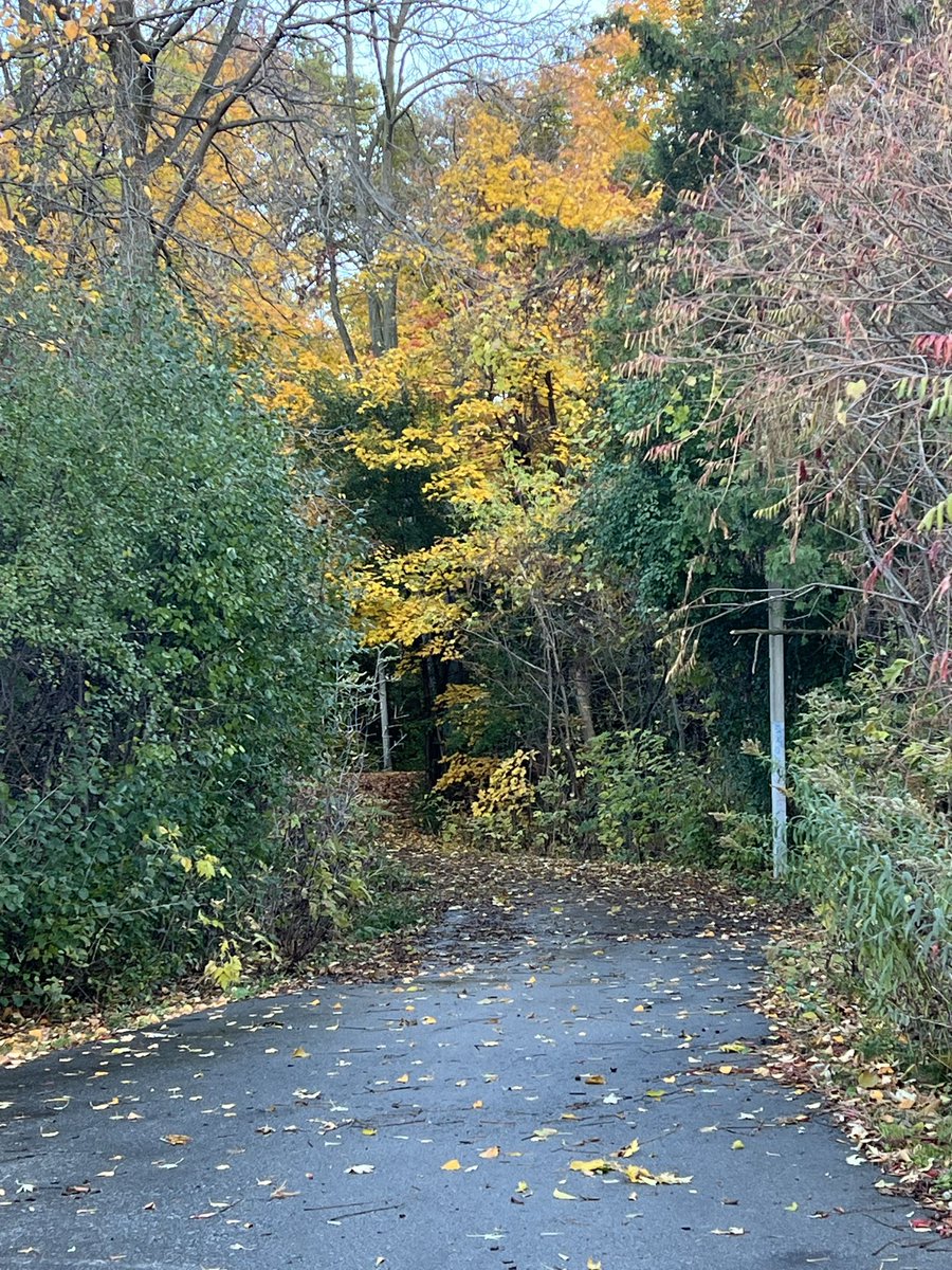 kunrup's tweet photo. Slower 5K walk on a windy autumn evening. Fall leaves ๐ and colours with crisp cold air is so refreshing! Get out and enjoy the nature as it serves in these vibrant colours.
#brampton #stayactive #staymotivated #walkforfun #walkforhealth #autumn #fall #CoupleGoals https://t.co/6vRM0ewgKb
