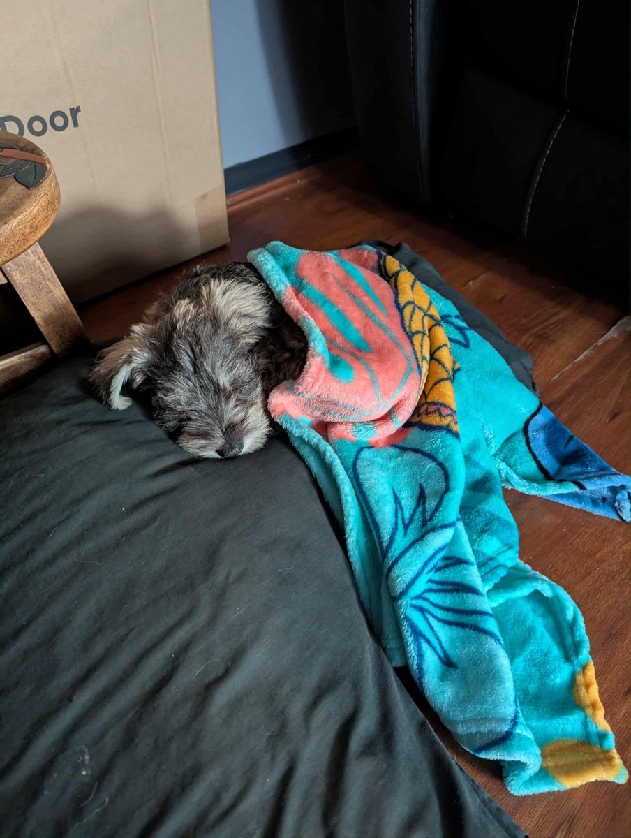 Baldur has entered Rest Mode. Please do not disturb the puppy