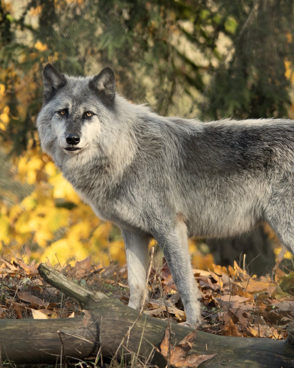 vancouverzoo tweet picture