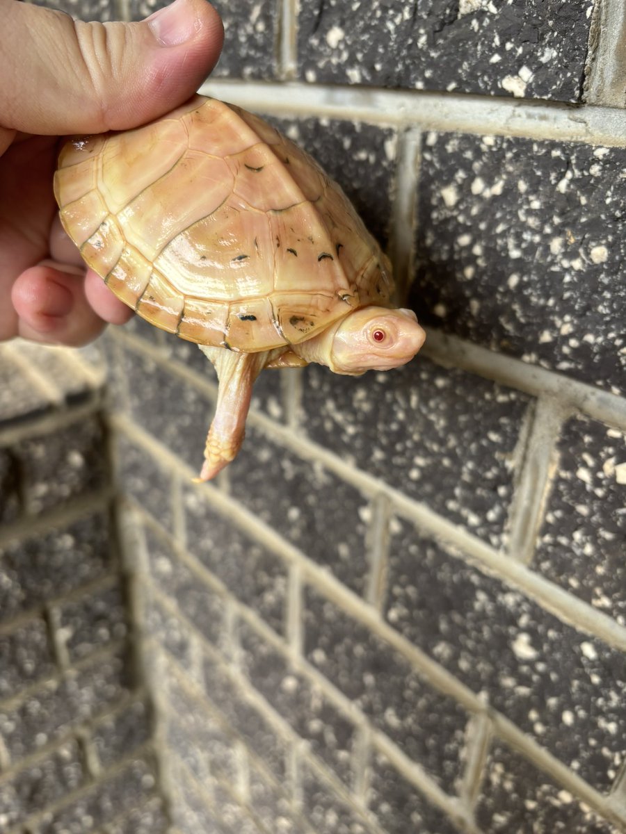 亀です タカラトミーアーツ マウンテンタートルズ レビュー : おもちゃの巣