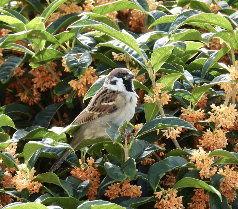 ちゅん太 (@venerechi13) / Posts / X