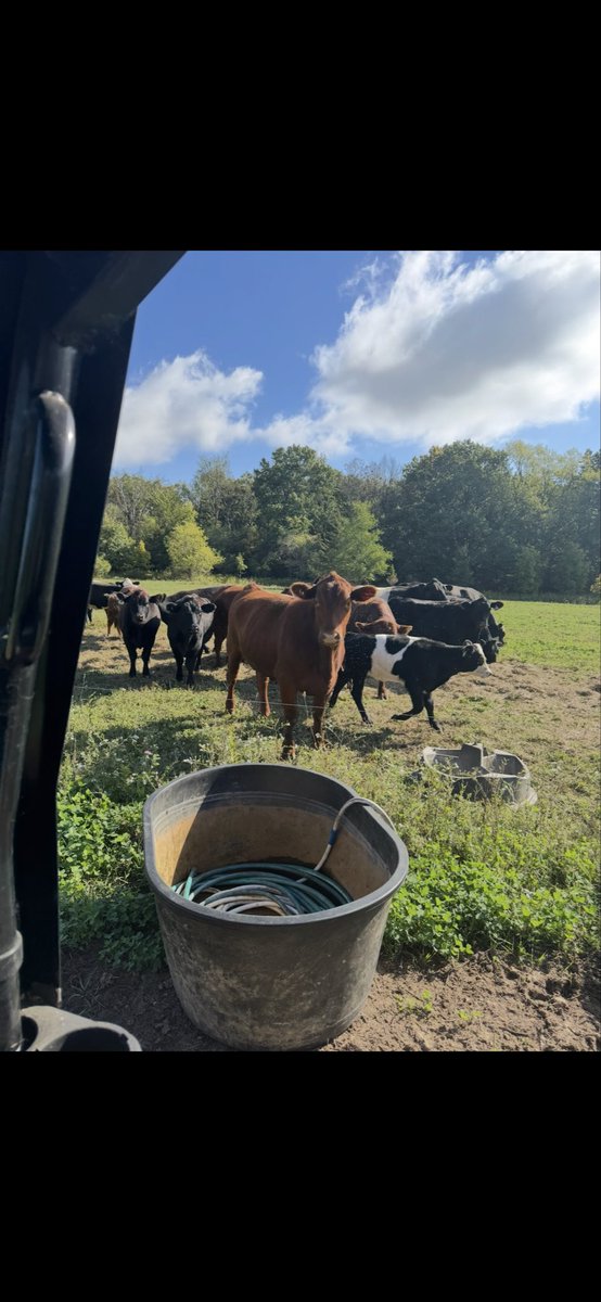 OriginalMrBob's tweet photo. @newstart_2024 Doing it in Wisconsin too. Real cows doing rotational grazing on organic land. Healthy tasty beef. https://t.co/DJehMxCubN