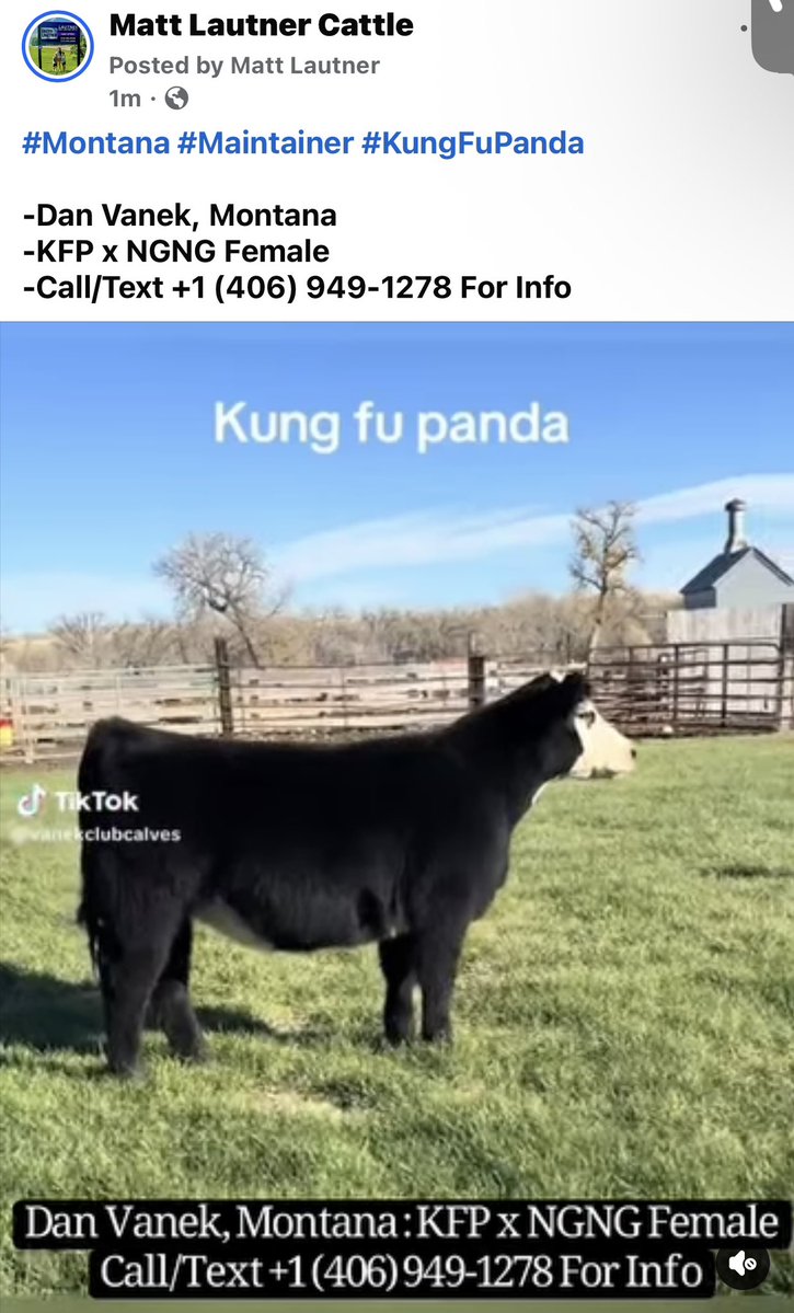 mattlautner's tweet image. #Montana #Maintainer #KungFuPanda 

-Dan Vanek, Montana 
-KFP x NGNG Female 
-Call/Text +1 (406) 949-1278 For Info