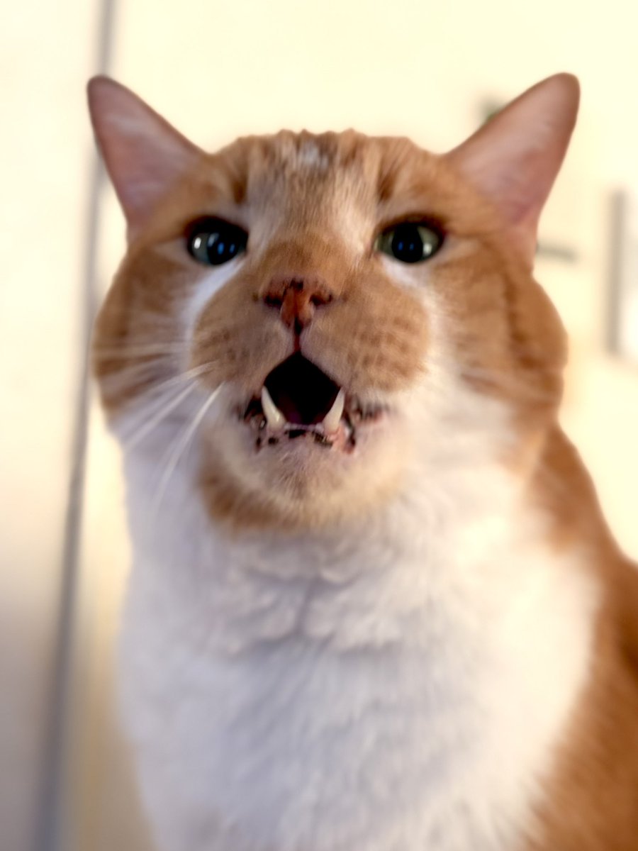 ふっくん (@Fukukun115) / Posts / X