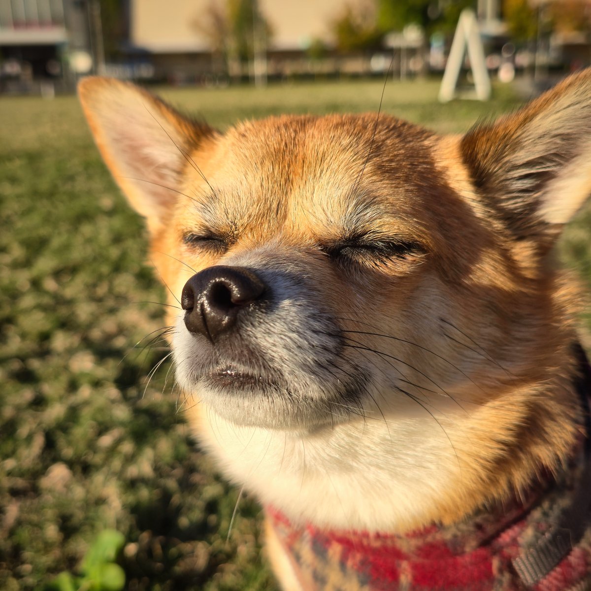 suzukazeR's tweet photo. 寒い……。でも犬は元気だ🐶

#犬のいる暮らし