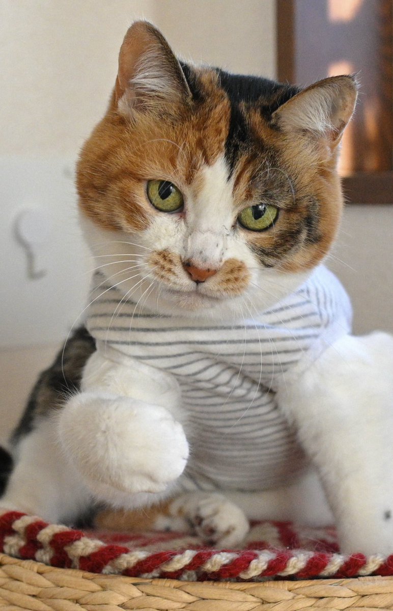 ぴょん吉 (@pyonkichi32) / Posts / X