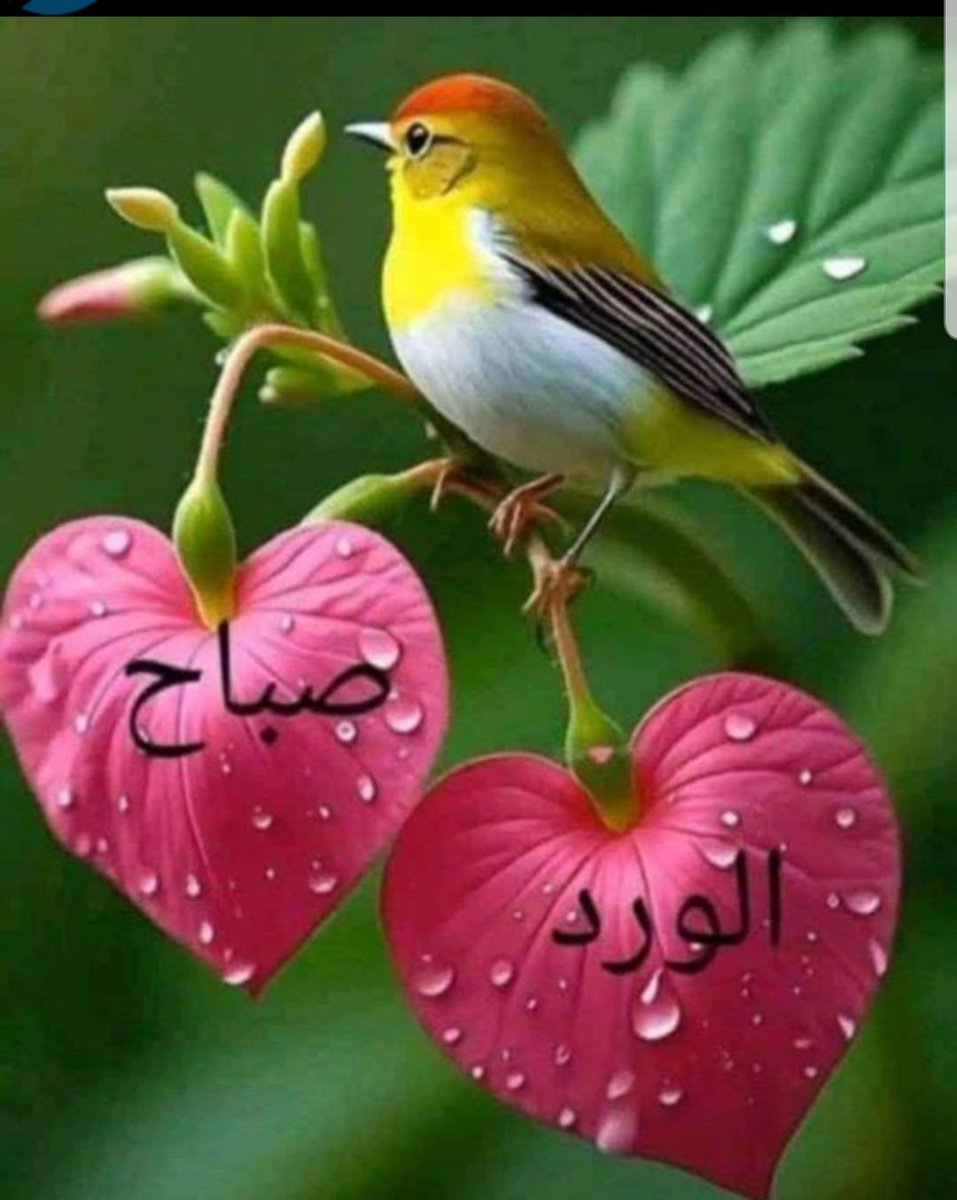 أصبحنا وأصبح الملك لله رب العالمين، اللهم إني أسألك خير هذا اليوم:فتحه، ونصره، ونوره، وبركته، وهداه، وأعوذ بك من شر ما فيه وشر ما بعده)
لا إله إلا الله وحده لا شريك له، له الملك وله الحمد، وهو على كل شيء قدير
❣️❣️❣️❣️❣️❣️❣️❣️❣️❣️
#صباح_الخير