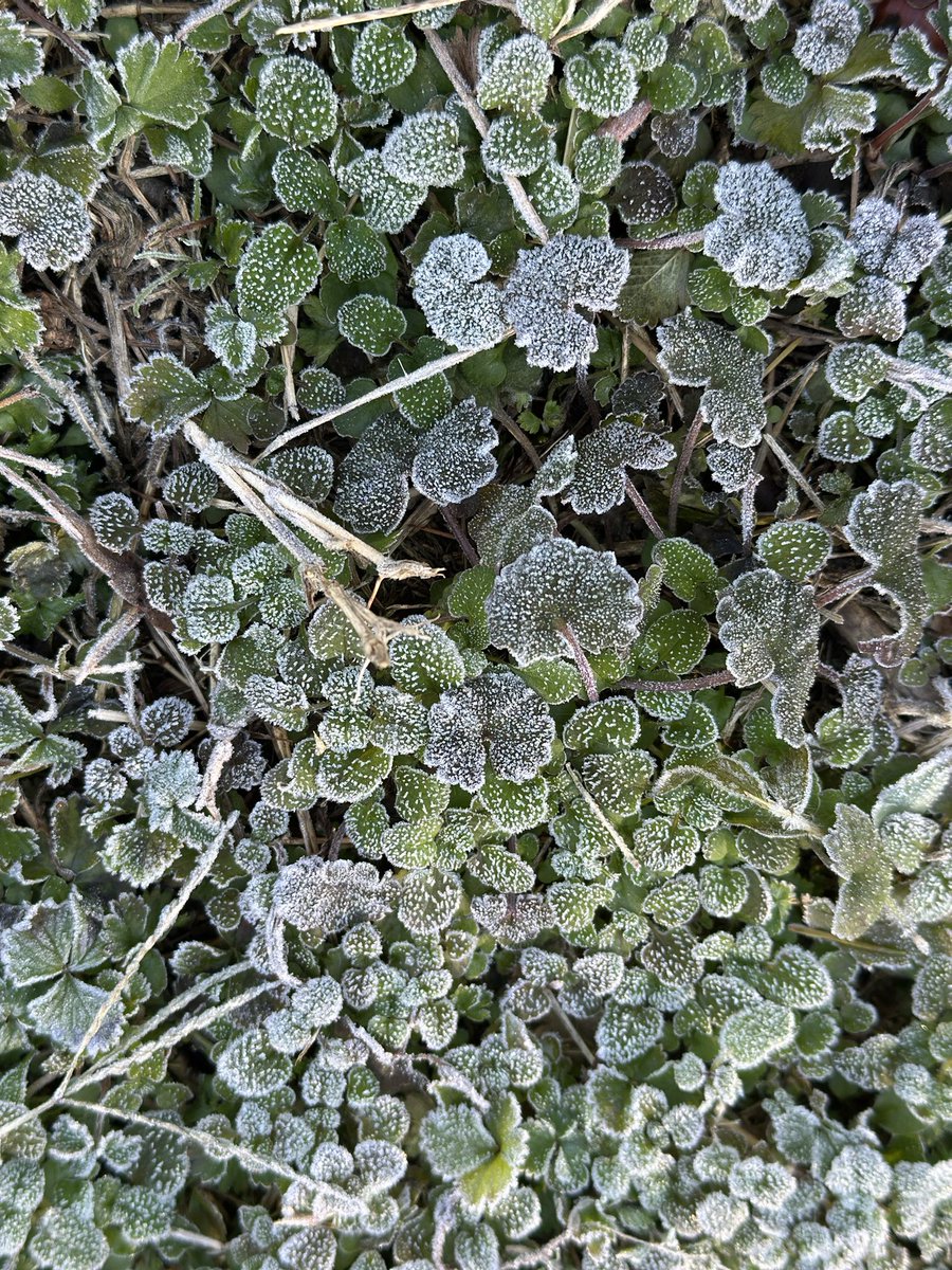 昨日、大きなタラコくらいのたんこぶを拵えてしまってプチ落ち込み。
今朝美しい霜が見れてちょっと回復。
ヘビいちごの葉っぱに霜がかわいいな〜。